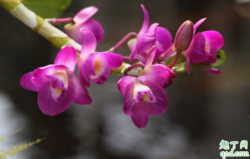 石斛兰黄叶是咋回事 如何防治石斛兰黄叶