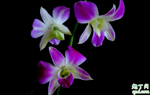 石斛兰黄叶是咋回事 如何防治石斛兰黄叶