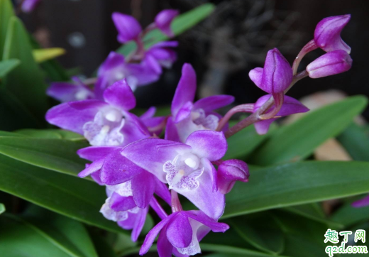 石斛兰黄叶是咋回事 如何防治石斛兰黄叶