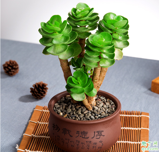 金钱木叶缘发黑是怎么回事 如何才能养好金钱木