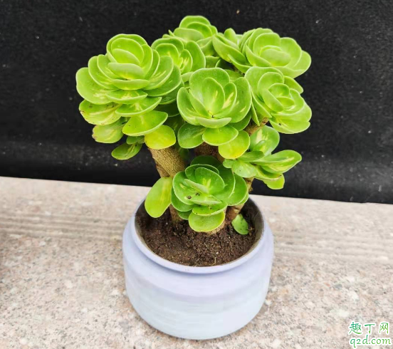 金钱木叶缘发黑是怎么回事 如何才能养好金钱木