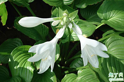 玉簪花为啥老是烂根 玉簪花烂根后怎么补救