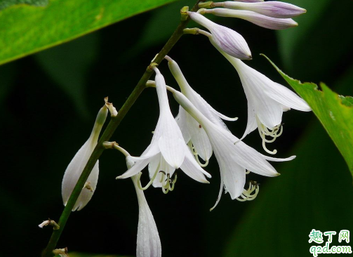 玉簪花为啥老是烂根 玉簪花烂根后怎么补救