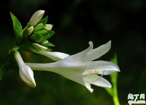 玉簪花为啥老是烂根 玉簪花烂根后怎么补救