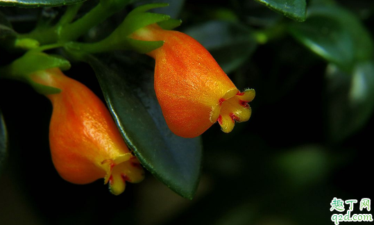 金鱼花为什么会烂根 金鱼花烂根该怎么处理