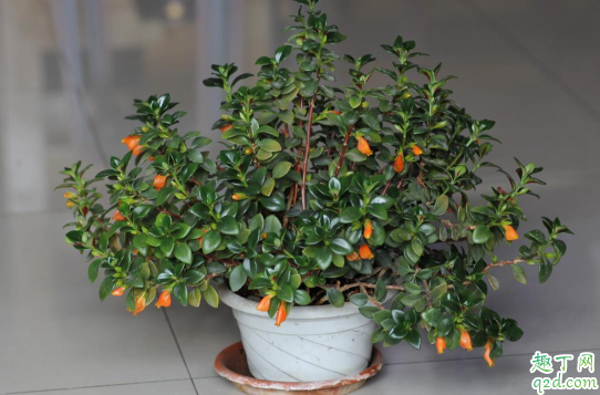 金鱼花为什么会烂根 金鱼花烂根该怎么处理