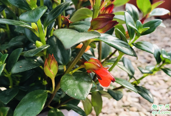 金鱼花为啥怎么养都不开花 金鱼花老不开花怎么办