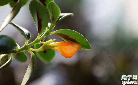 金鱼花为啥怎么养都不开花 金鱼花老不开花怎么办