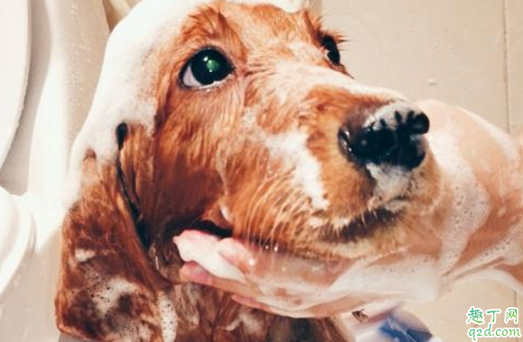 金毛要不要剃胎毛 金毛剃毛以后什么时候能长回来