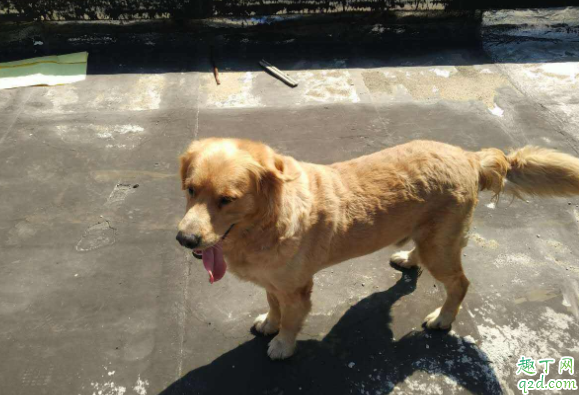 金毛要不要剃胎毛 金毛剃毛以后什么时候能长回来