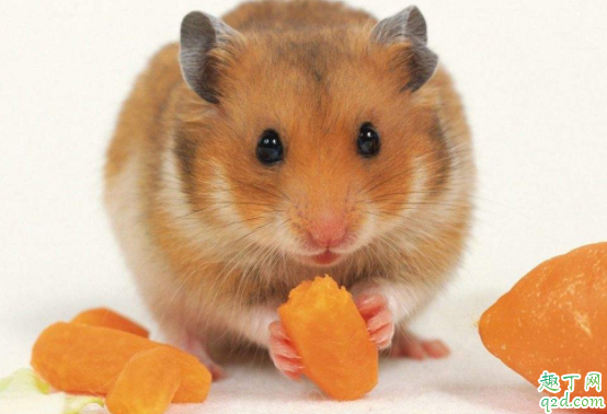 仓鼠剪牙齿会疼吗 仓鼠剪牙后会死吗