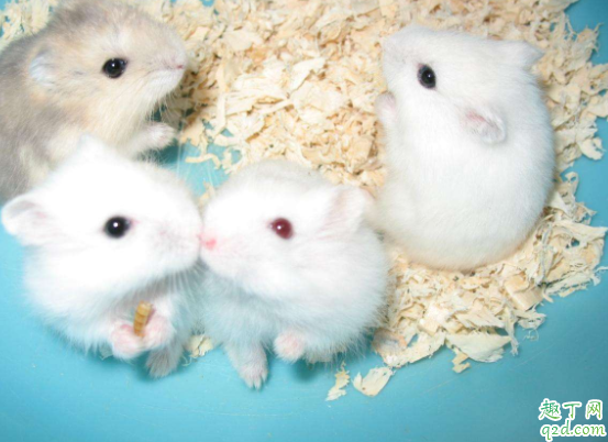 仓鼠剪牙齿会疼吗 仓鼠剪牙后会死吗