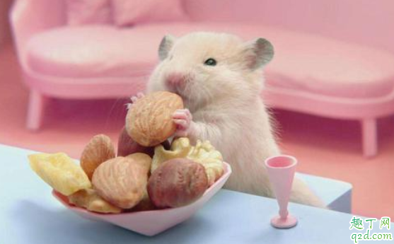 仓鼠剪牙齿会疼吗 仓鼠剪牙后会死吗