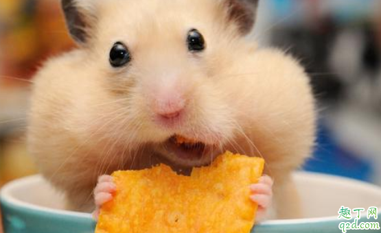 仓鼠剪牙齿会疼吗 仓鼠剪牙后会死吗