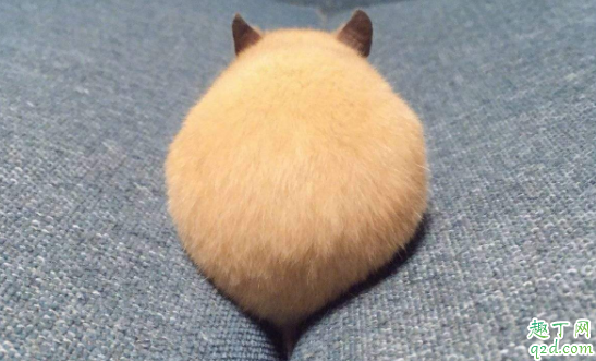 仓鼠喝牛奶了会死吗 仓鼠幼崽吃什么奶粉