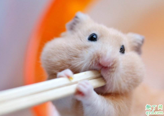 仓鼠喝牛奶了会死吗 仓鼠幼崽吃什么奶粉