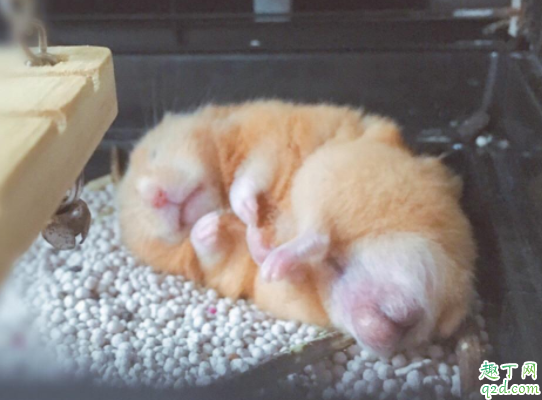 仓鼠喝牛奶了会死吗 仓鼠幼崽吃什么奶粉