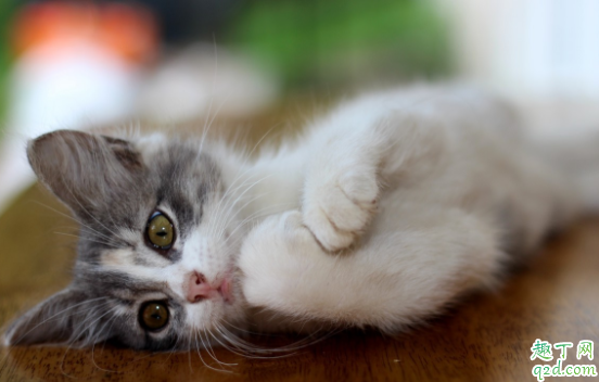 奶猫喝奶为什么拉肚子 喝奶的小奶猫拉粑粑是什么样子