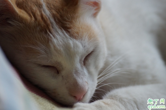 奶猫喝奶为什么拉肚子 喝奶的小奶猫拉粑粑是什么样子