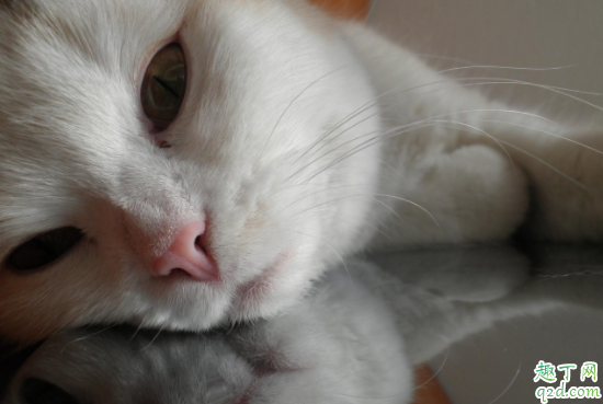 奶猫喝奶为什么拉肚子 喝奶的小奶猫拉粑粑是什么样子