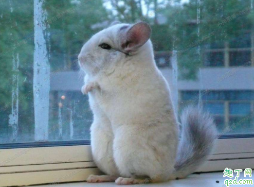 龙猫耳朵红了是什么意思 龙猫耳朵有白色壳壳是怎么啦