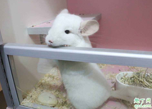 龙猫耳朵红了是什么意思 龙猫耳朵有白色壳壳是怎么啦