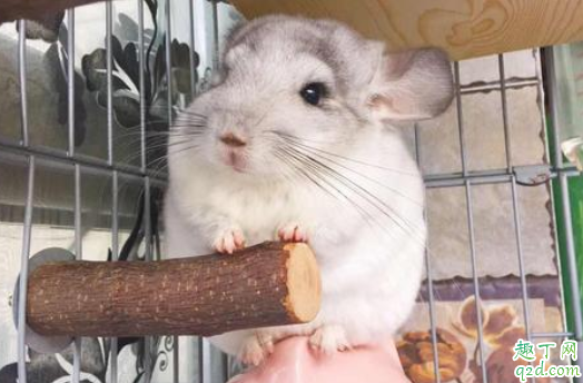 龙猫耳朵红了是什么意思 龙猫耳朵有白色壳壳是怎么啦