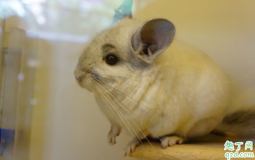 龙猫耳朵红了是什么意思 龙猫耳朵有白色壳壳是怎么啦