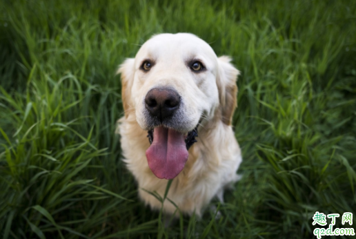 小金毛的毛什么时候开始长长 金毛脸上没有毛怎么回事