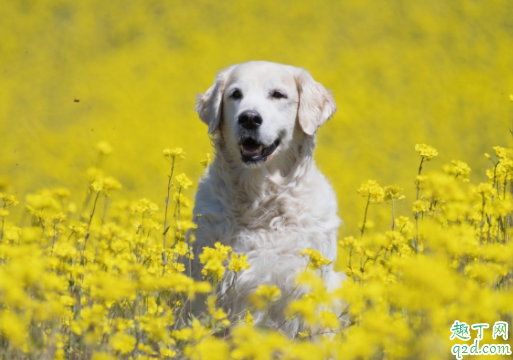 小金毛的毛什么时候开始长长 金毛脸上没有毛怎么回事