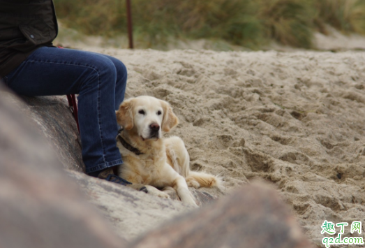 金毛泪痕严重怎么回事 金毛的泪痕能擦掉吗