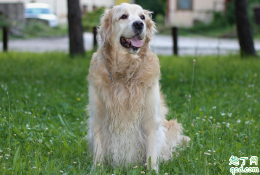 金毛泪痕严重怎么回事 金毛的泪痕能擦掉吗