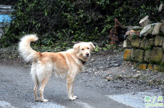 金毛泪痕严重怎么回事 金毛的泪痕能擦掉吗