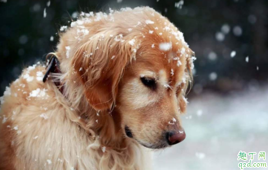 金毛冬天掉毛是什么原因 金毛眼睛周围脱毛怎么回事