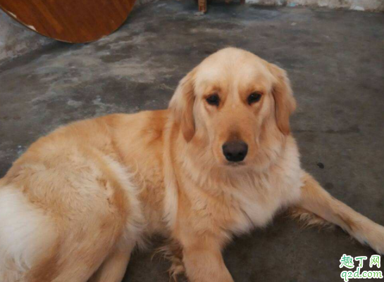 金毛冬天掉毛是什么原因 金毛眼睛周围脱毛怎么回事