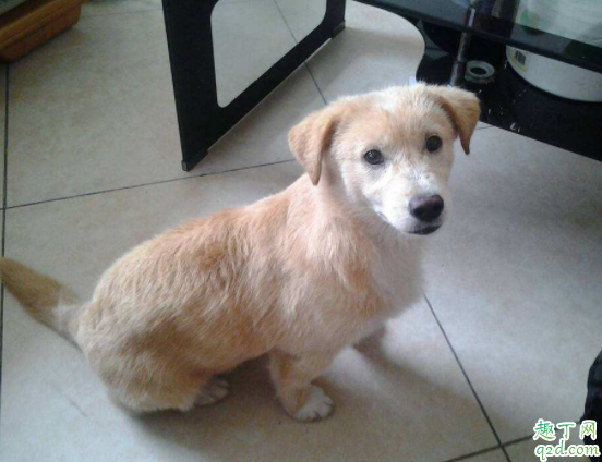 金毛冬天掉毛是什么原因 金毛眼睛周围脱毛怎么回事