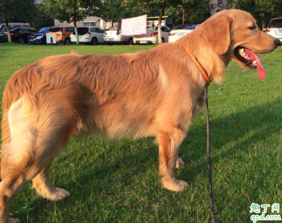 金毛冬天掉毛是什么原因 金毛眼睛周围脱毛怎么回事