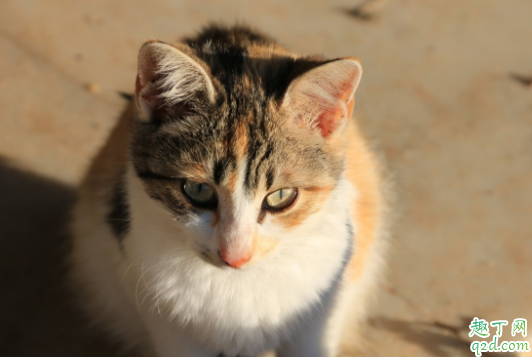 猫咪鼻子没有毛怎么办 猫咪鼻子干没精神怎么回事