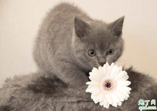 猫咪鼻子没有毛怎么办 猫咪鼻子干没精神怎么回事