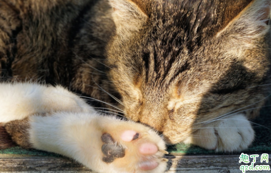 猫咪鼻子没有毛怎么办 猫咪鼻子干没精神怎么回事