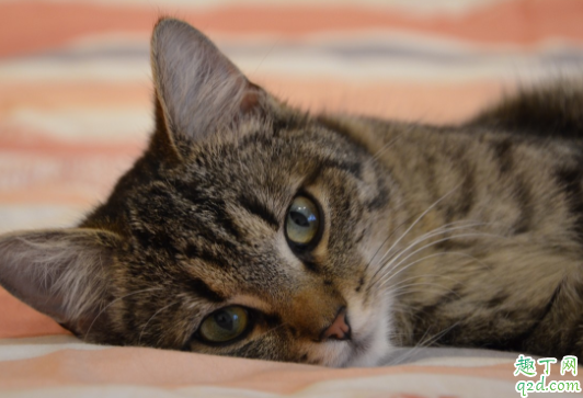 猫咪鼻子没有毛怎么办 猫咪鼻子干没精神怎么回事