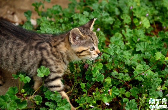 猫咪怀孕会掉毛特别严重么 猫咪怀孕流血是小产吗