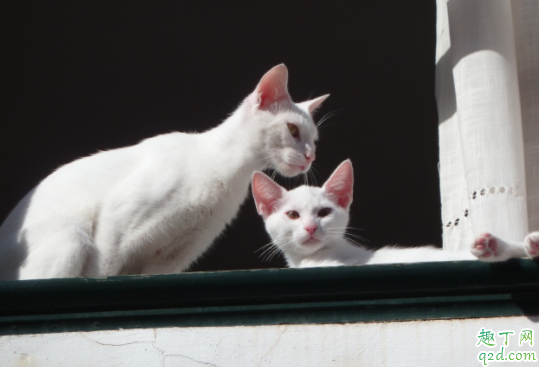 猫咪便便有血丝怎么回事 猫咪便便很黑是怎么回事