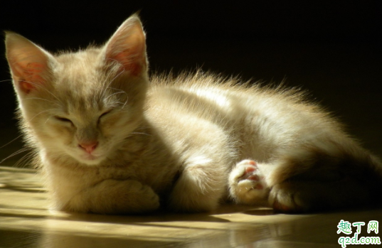 猫咪便便有血丝怎么回事 猫咪便便很黑是怎么回事