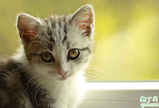 猫咪便便有血丝怎么回事 猫咪便便很黑是怎么回事