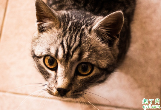 猫咪便便有血丝怎么回事 猫咪便便很黑是怎么回事