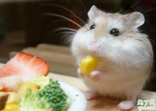 金丝熊可以用仓鼠的浴沙吗 金丝熊屁股两个大包怎么回事