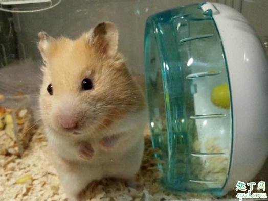 金丝熊可以用仓鼠的浴沙吗 金丝熊屁股两个大包怎么回事