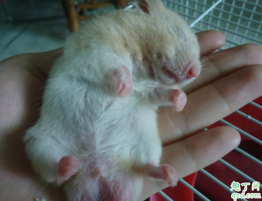 金丝熊可以用仓鼠的浴沙吗 金丝熊屁股两个大包怎么回事