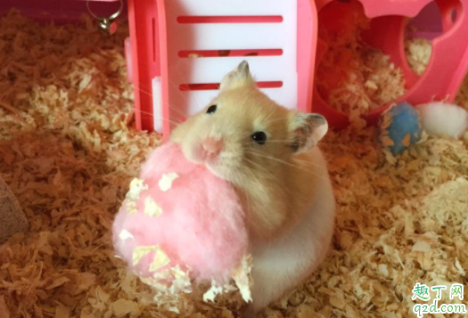 金丝熊可以用仓鼠的浴沙吗 金丝熊屁股两个大包怎么回事